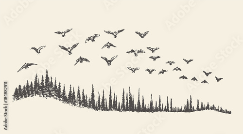 A flock of birds drawn vector illustration, sketch