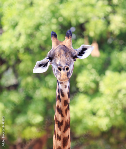 Portrait view of a Thornicroft Giraffe head and neck looking directly into camera while standing infront of a green vibrant tree.  South Luangwa National Park, Zambia, Southern Africa photo