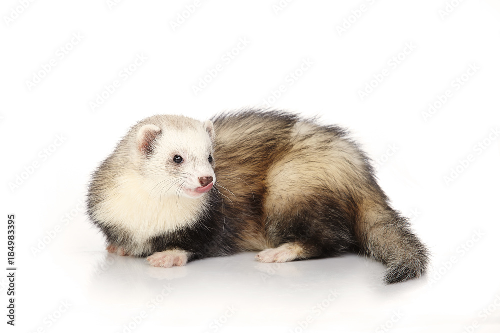 Nice ferret on white background posing for portrait in studio Nice ferret on white background posing for portrait in studio