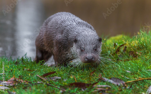 European fish otter