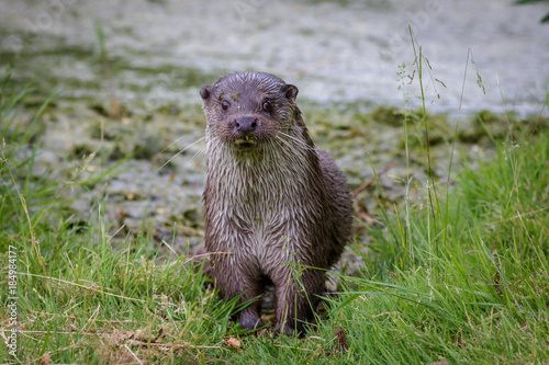 European fish otter