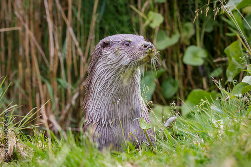 European fish otter