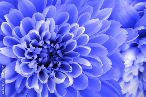 macro of blue aster flower © fullempty