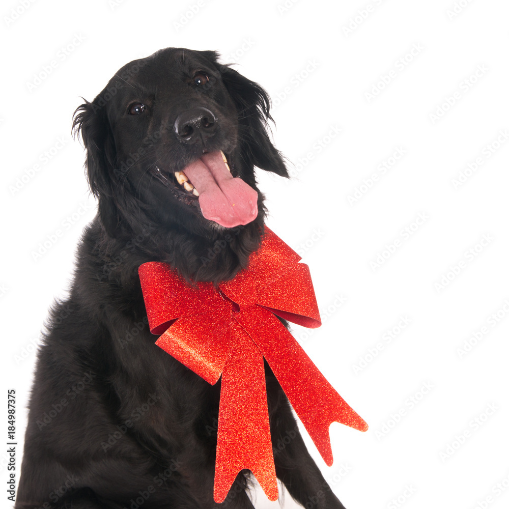 Flat coated retriever dog with a red Christmas bow on white. Stock Photo |  Adobe Stock