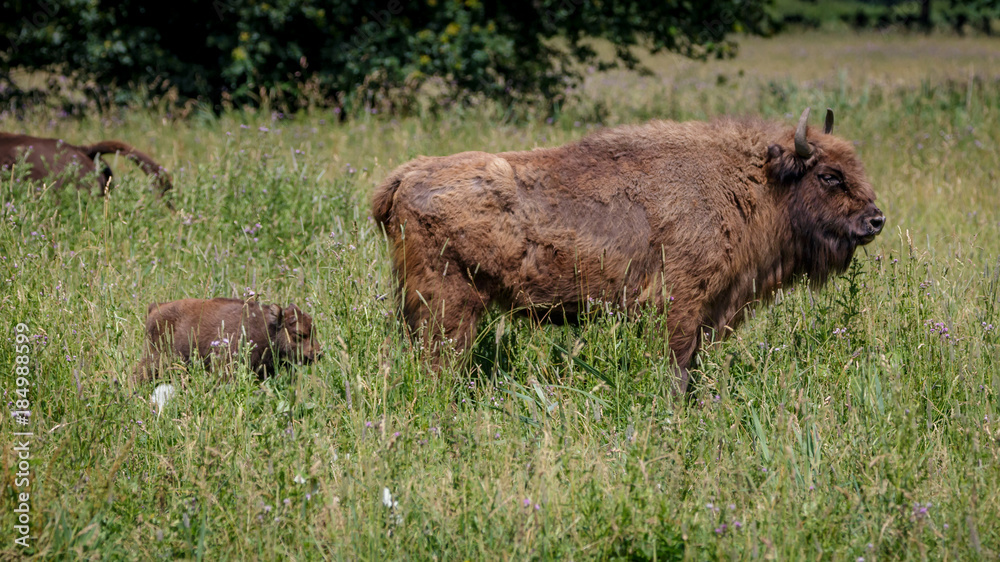 Fototapeta premium Wisent - European Bison