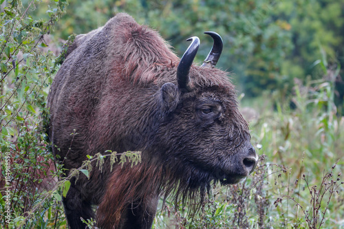 Wisent - European Bison