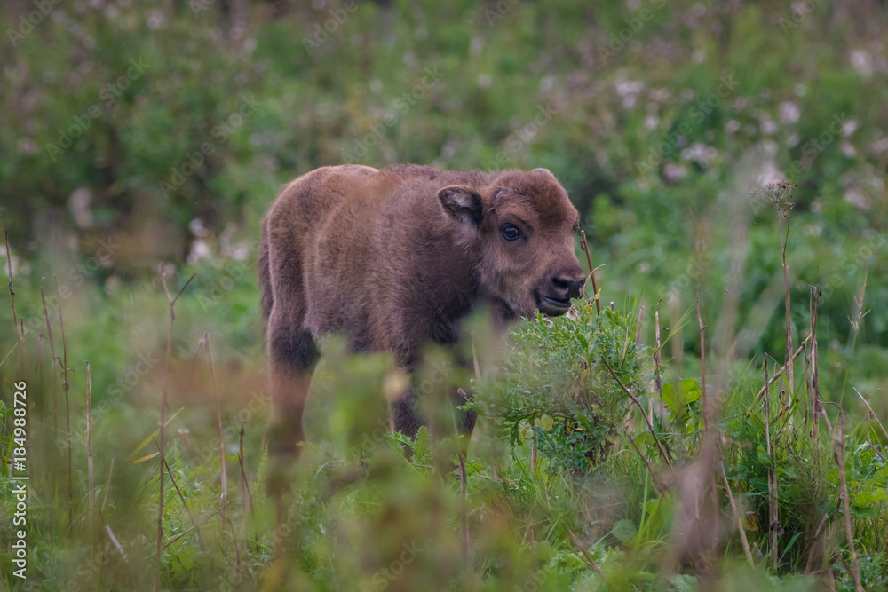 Fototapeta premium Wisent - European Bison