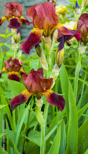 flowers irises. beautiful floral background