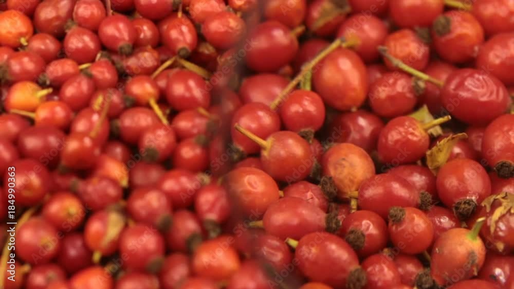 Close-up with a magnifying glass. Rotation of freshly harvested rosehips berries. Close-up with a magnifying glass. Rotation of freshly harvested rosehips berries.