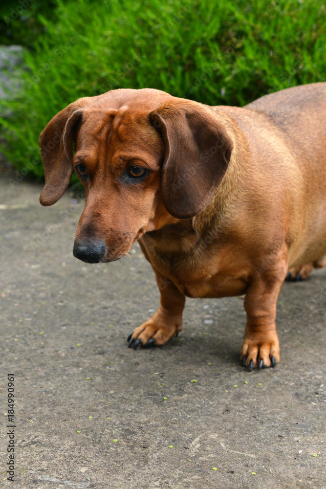 Red-haired dog on a background of green grass. Red-haired dachshund. Red-haired dog on a background of green grass. Red-haired dachshund.