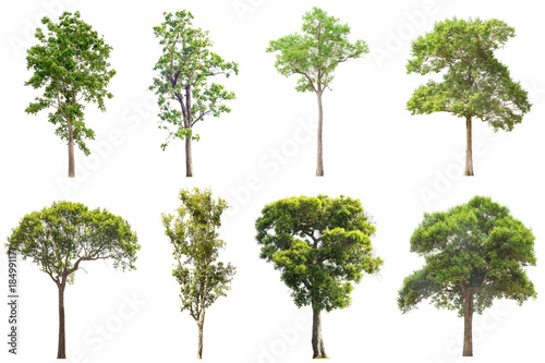 The collection of Isolated Trees on white background   A beautiful trees from Thailand