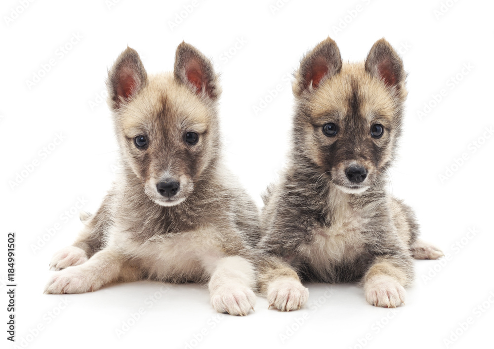 Two little puppies. Two little puppies.
