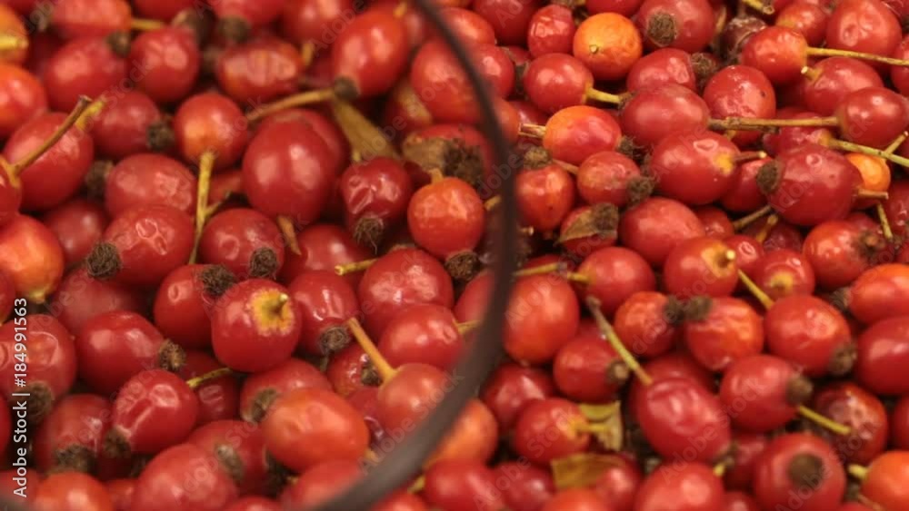 Close-up with a magnifying glass. Rotation of freshly harvested rosehips berries. Close-up with a magnifying glass. Rotation of freshly harvested rosehips berries.