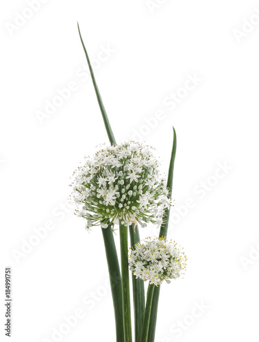 Blossom onion with green leaves.