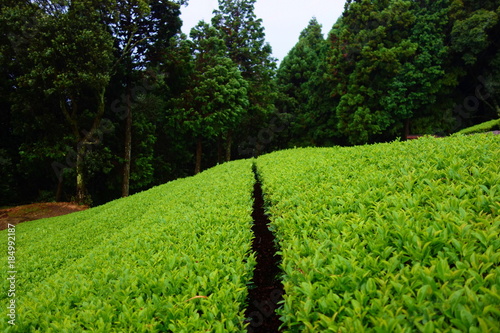 Matcha green tea plantation in Wazuka, Kyoto, Japan