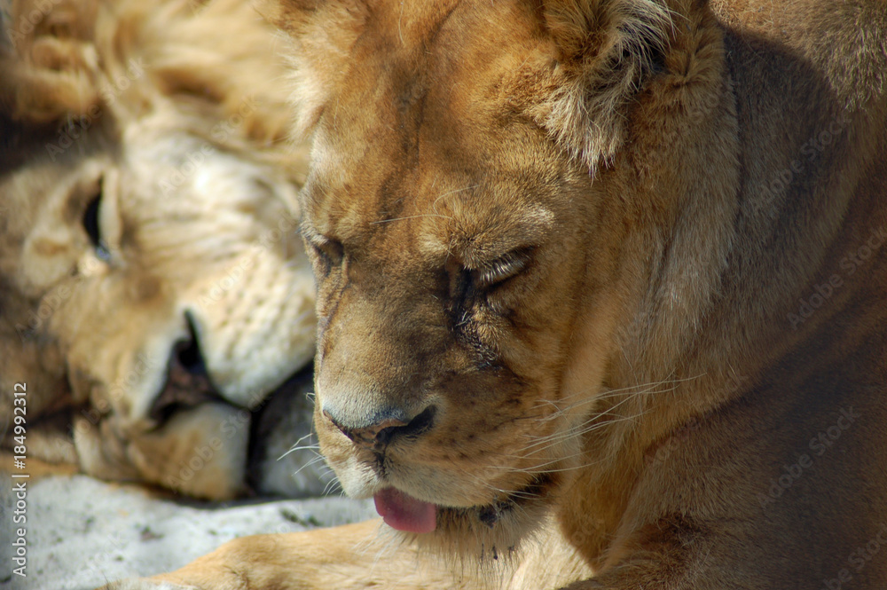 Naklejka premium Lwica i Lew