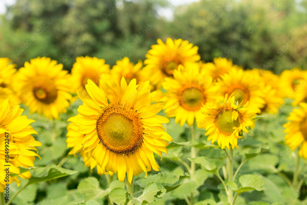 Beautiful Sunflowers garden natural background. Summer landscape. Beautiful Sunflowers garden natural background. Summer landscape.