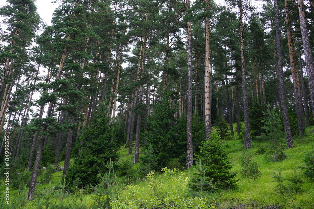 Fototapeta premium Forest