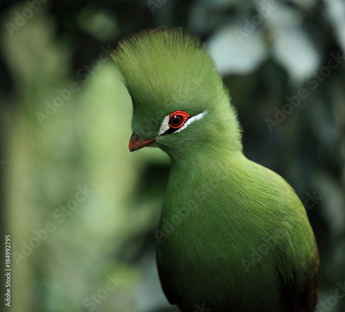 Portrait d'un touraco vert photo