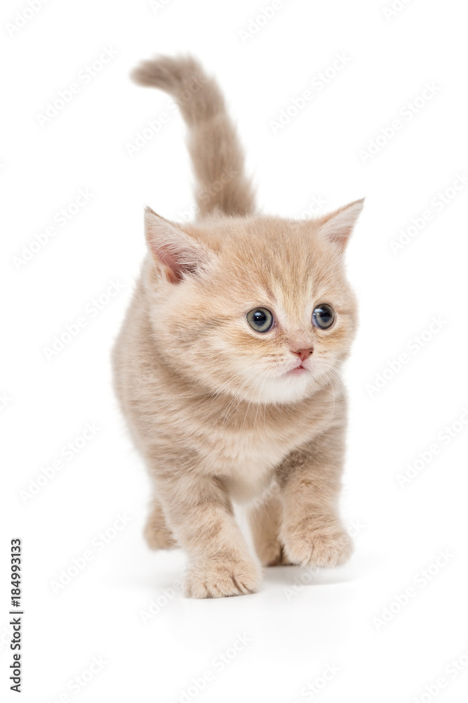 British kitten in beige color British kitten in beige color