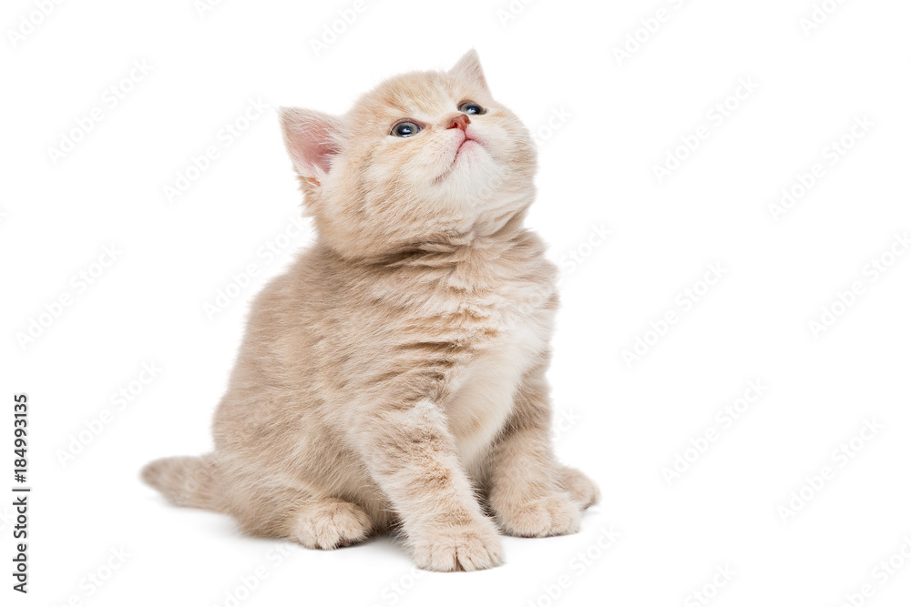 British kitten in beige color
