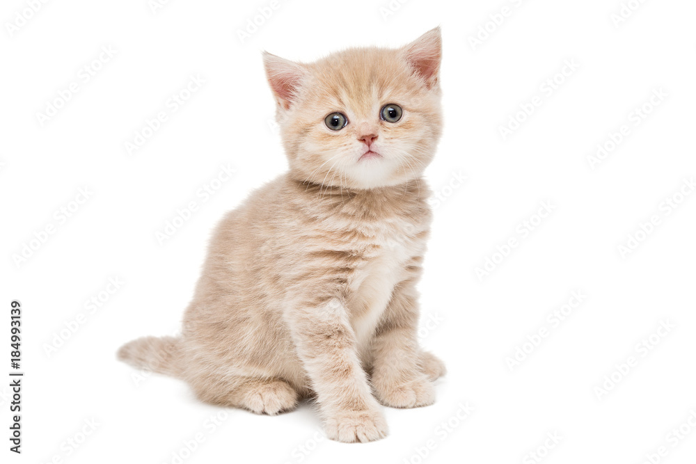 British kitten beige color