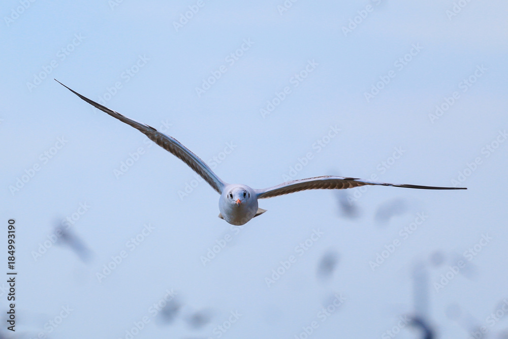 Close up seagull flying in the sky. Close up seagull flying in the sky.