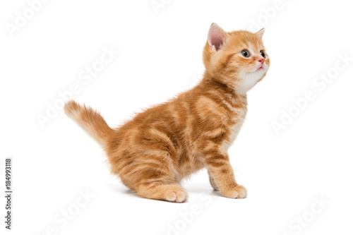 British kitten is orange in color