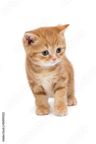 Fototapeta Naklejka Na Ścianę i Meble -  British kitten is orange in color