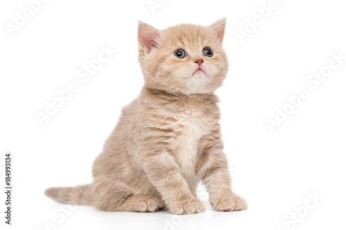 British kitten beige color