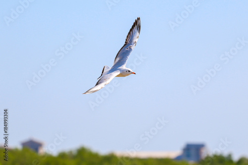 Close up seagull flying in the sky. © Somyot