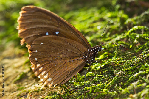 Butterfly sitting on wet stone