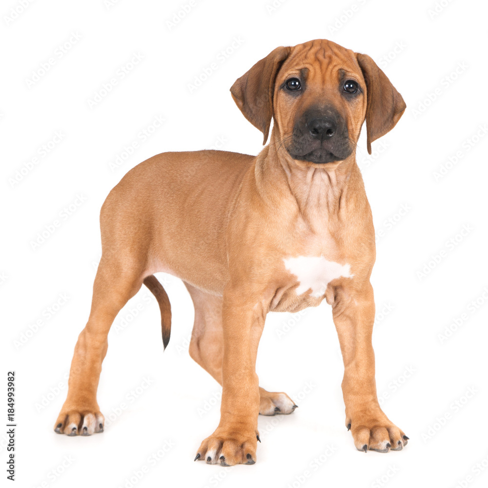 Rhodesian Ridgeback puppy on white Rhodesian Ridgeback puppy on white