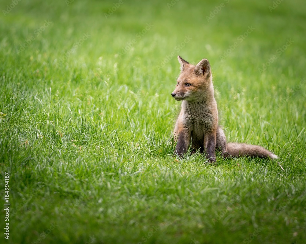 Fototapeta premium Red Fox Kit