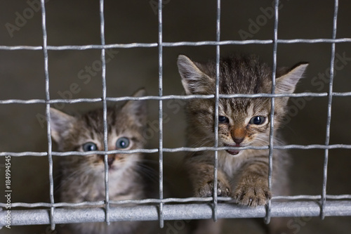 abandoned little kittens in an animal shelter 