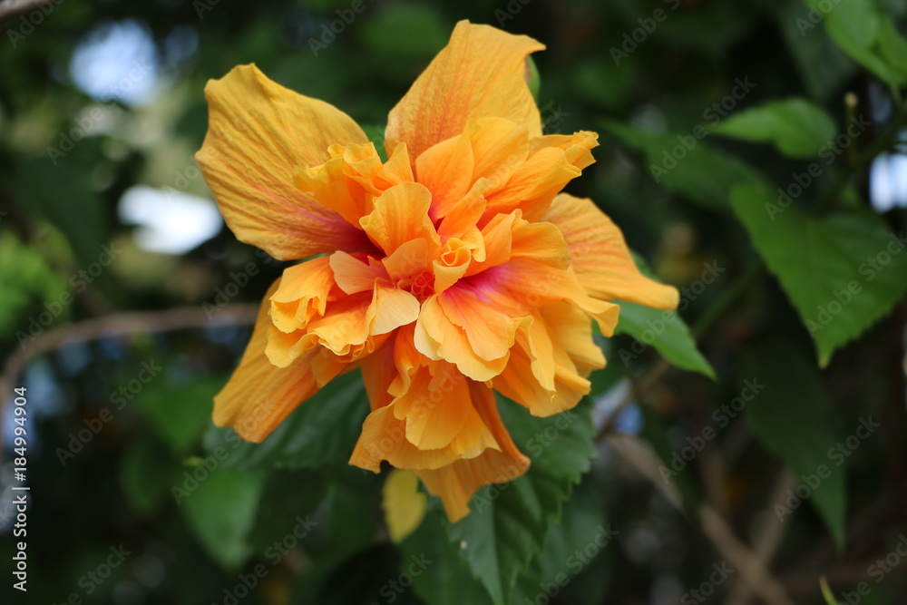 Tropical hibiscus blooming in Australia Tropical hibiscus blooming in Australia