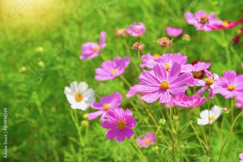 Beautiful Pink Cosmos Flowers with Sunlight © panithi33