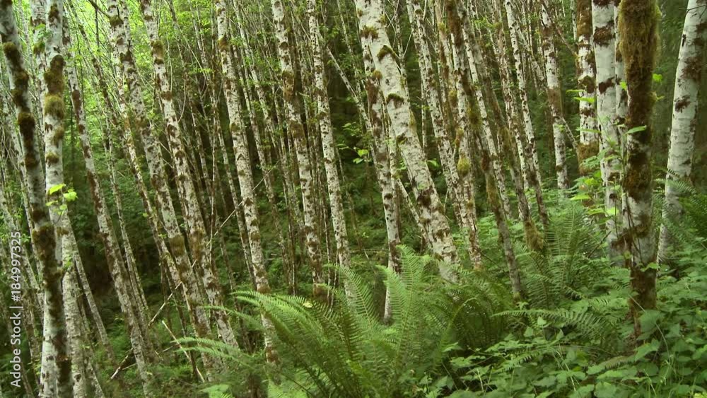 Trees And Ferns Trees And Ferns