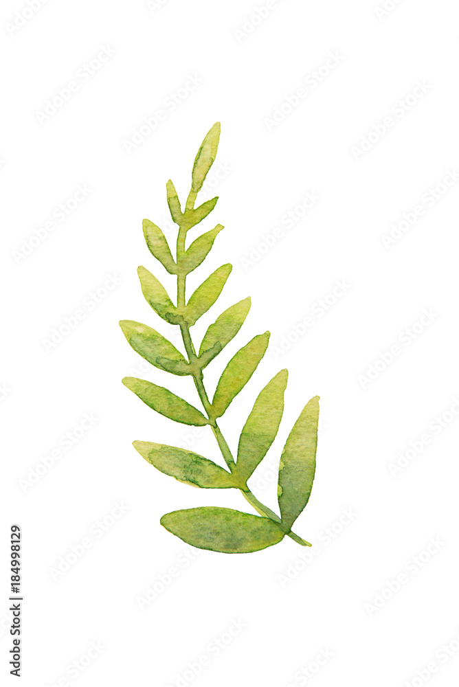 Fototapeta premium Beautiful abstract green leaf painted with watercolor isolated on white background