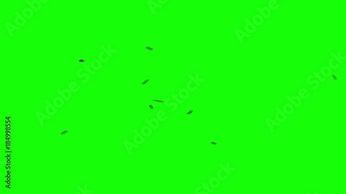 Swarm of 3 Flies Circling on Chroma Key Green Background