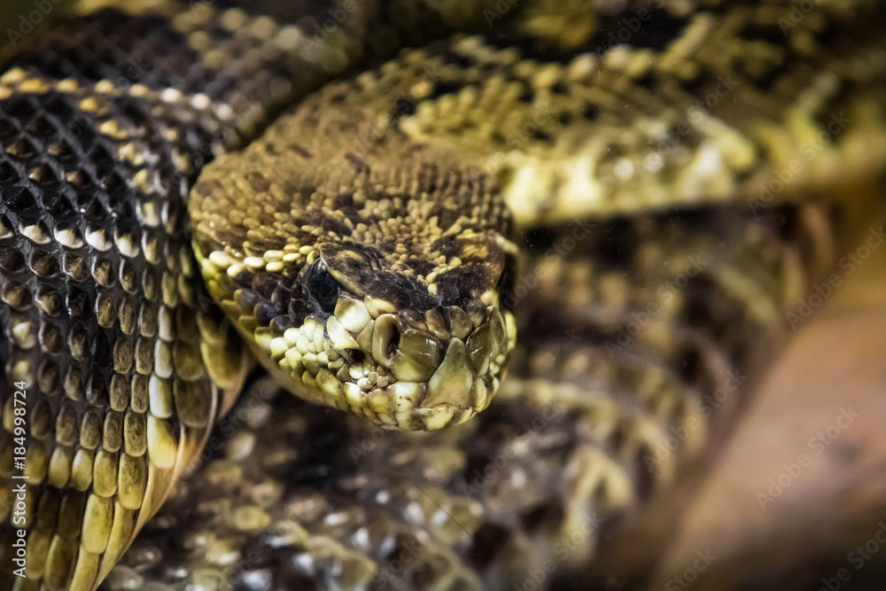 Rattesnake Rattesnake