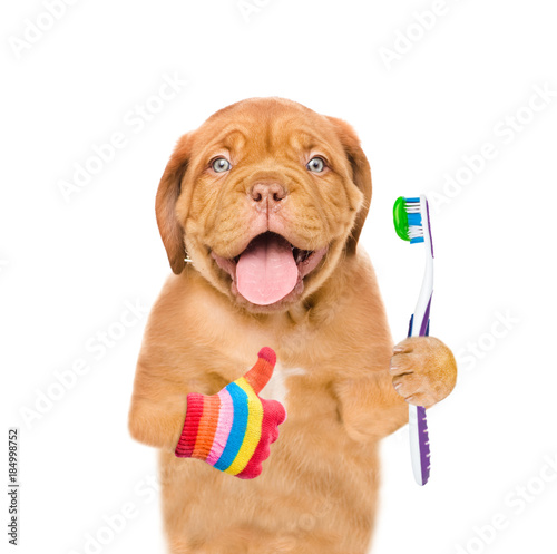 Funny puppy with toothbrush showing thumbs up. isolated on white background