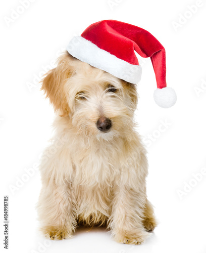 Mixed breed puppy in red christmas hat. isolated on white background © Ermolaev Alexandr
