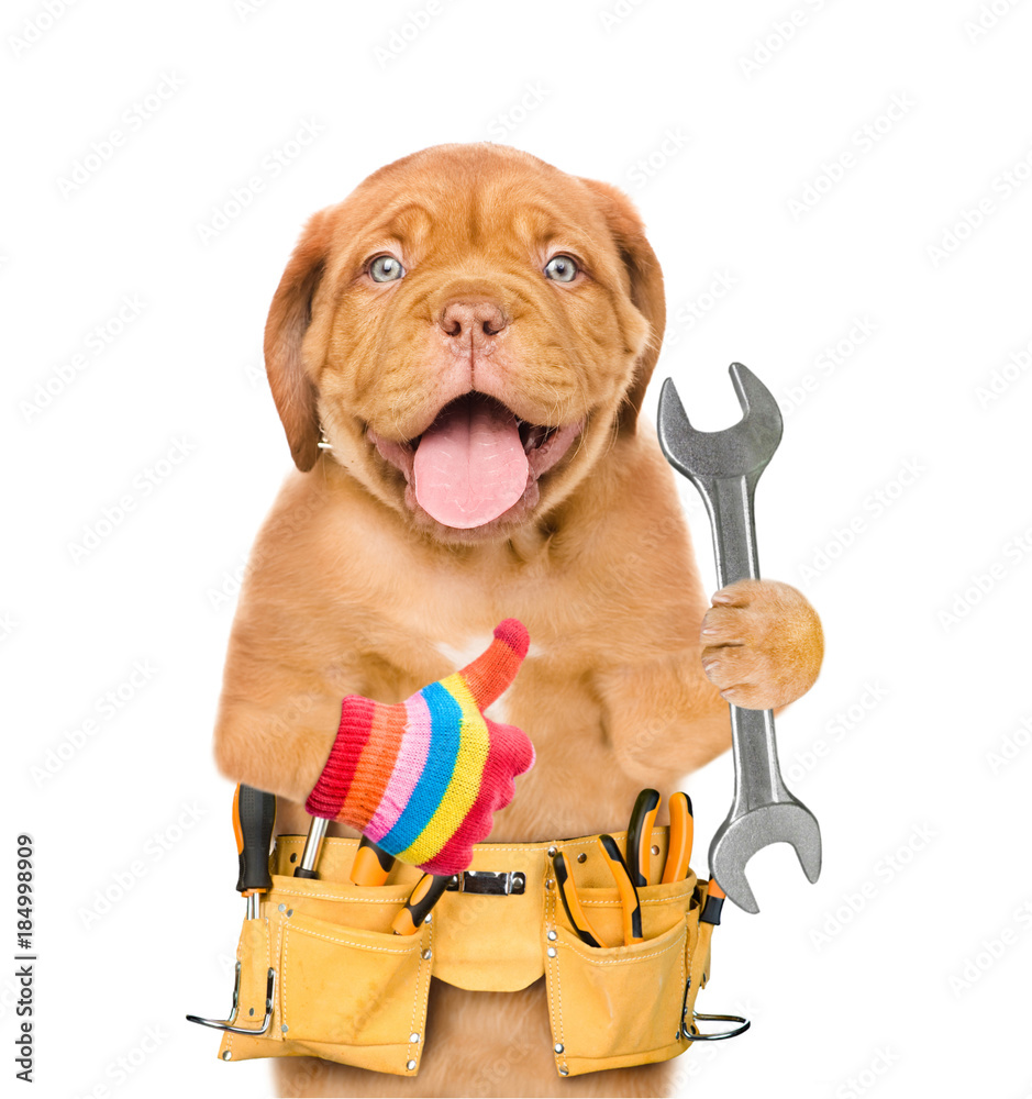 Funny dog worker with tool belt and wrench showing thumbs up. Isolated on white background