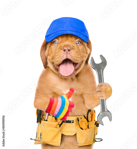 Funny dog worker in blue cap with tool belt and wrench showing thumbs up. Isolated on white background
