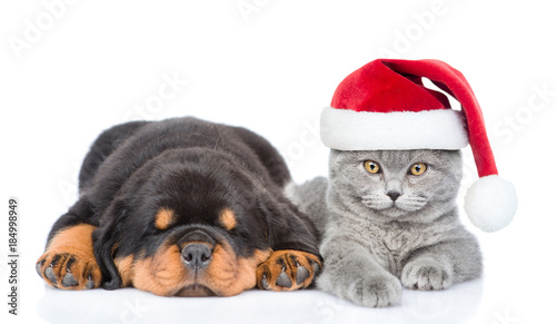 Cat in red christmas hat and sleeping rottweiler puppy. Isolated on white background © Ermolaev Alexandr