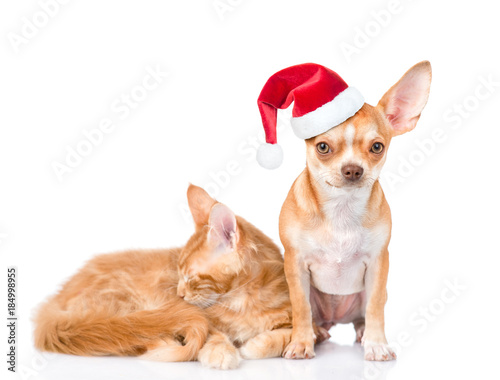 Tiny chihuahua puppy in red christmas hat and sleeping maine coon cat together. isolated on white background