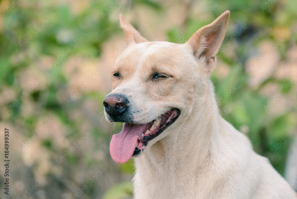 Close up Thai dog smiling.