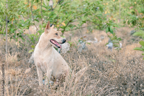 Thai dog smiling in farm garden.