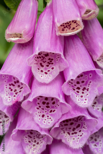 common foxglove flowers